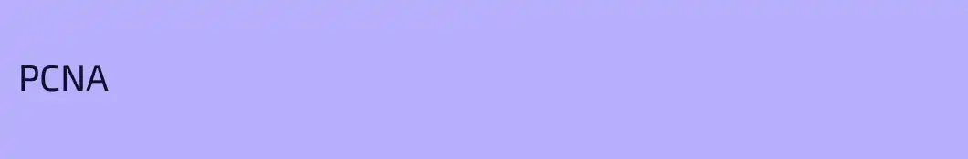PCNA