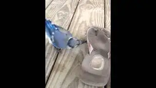 Sawyer and Pet Blue Jay