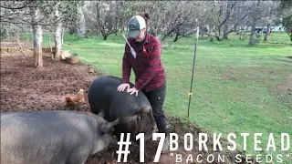 This pig ARTIFICIALLY INSEMINATED in 5 min... BACON SEEDS!