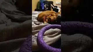 Валяшки #germanboxer #немецкийбоксер #dog #funny #тбилиси