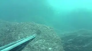 Salmonete
