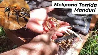 🔴Multiplication/ 2 to 1 method. #Manduri #Melipona_torrida #asf 🇧🇷 #meliponiculture