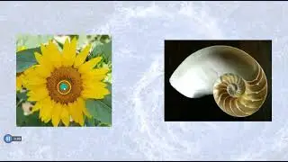 All About The Golden Ratio- The Keystone School