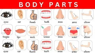 Parts of the Body in English | Human Body Parts Names