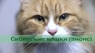 Сибирские кошки (анонс)