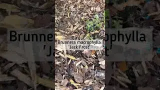 Что делать со слизнями? Они съели мою Бруннеру Джак Фрост 🙈🙈🙈🙈