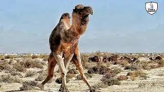 The prestige and power of the dominant camel / You won't believe how other male camels are kept away