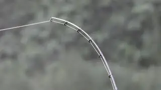 wedkarstwo rzeczne feeder na dzikiej miejscowce - klen,karas,karp,brzana