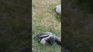Муравьед в New Zoo, 😅🐜🦨🌿🌳🌾🌲 Познань, Poznan, Poland