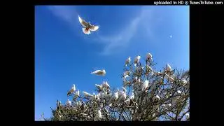 PAZ
