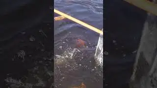 ELECTROSHOCKING Hundreds of WALLEYE