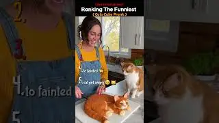 Ranking the Funniest Cats Cake Pranks 
