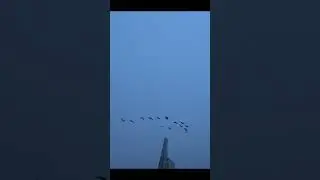 Отличная охота на гуся на кукурузном поле!!! Great goose hunting in a cornfield!!!