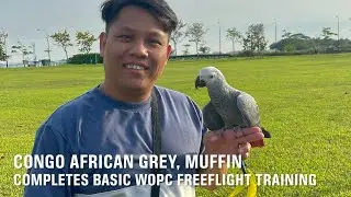WOPC Member’s Congo African Grey Completes Basic Freeflight Training