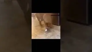 Вау