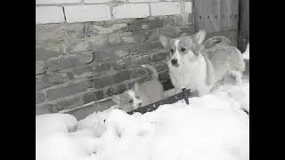 вельш - корги пемброк