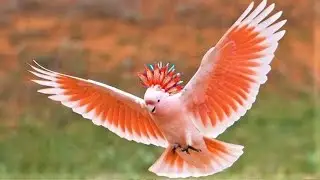 The Most Expensive Birds In The World