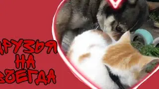 Пёс Лёва и кот  Кирилл друзья!  Кот совсем не боится собаку