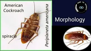 Cockroach external morphology|Class 11th|NCERT|NEET