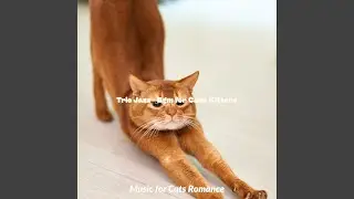Hypnotic Moods for Cats