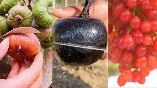 Super Fresh Fruit Cutting on Tree #3 || 超新鲜的水果切割 #3