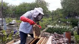 Отводок на плодную матку. Часть первая. Никогда не делайте так!