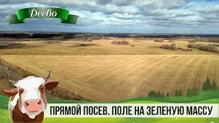 Прямой посев. Поле на зеленую массу.