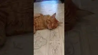 Всё Нормально #юмор#смешные котики #,кот