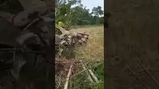 Traktor Oleng kapten,Apa yang terjadi dengan bapak ini 😅 