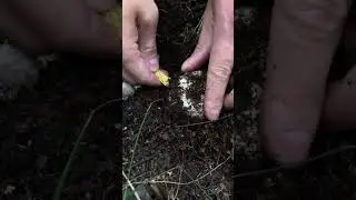 Как правильно надрезать грибы?🍄