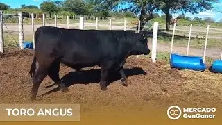 Toro Angus Bravo Ang 152  -Euro - 178 T/E