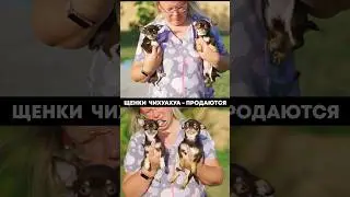 Две шоколадных девочки чихуахуа (3,5 месяца) ждут своих хозяев!