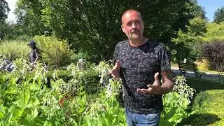How to save seeds from your annual plants