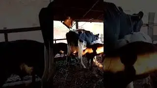 Vaca Holandesa, com três terneiros. #shorts #roça #agro #gado #vidanocampo