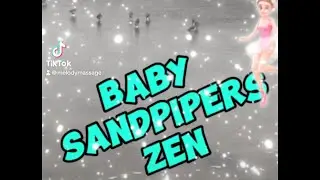 BABY SANDPIPERS ZEN #beach #baby #babybird #oceanside #zen