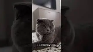 Кот Лорка и человеческая глупость 