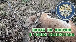 Охота на сибирскую косулю в горах . 2023