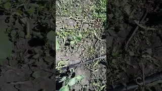 гербицыд по капусте галион #agriculture