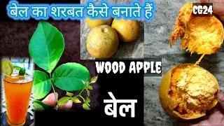 बेल का शरबत कैसे बनाया जाता है llबेलपत्र के फल का गुणकारी शर्बत Wood Apple 🍎juice🥤 bael juice recipe
