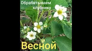 Oбрабатываем клубнику