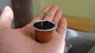 Super EASY seed growing hack