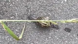 Snail crossing my path