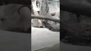 Мы были в зоопарке . Увидели ягуарунди.