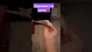 Как приручить попугая в не клетки? Приручение волнистого попугая в не клетке.