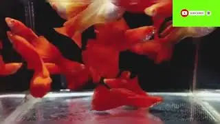 GUPPY FISHES | Beautiful Guppy | Colourful Fishes | Fishes for kids | kids like fishes | Symardlap