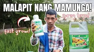 MALAPIT NA MAMUNGA, SPRAY TAYO NG FOLIAR
