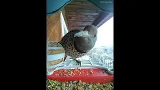 Northern Flicker