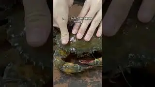 Do you like to eat water crab? #aquaculture #crabfarming #sustainableaquaculture #rasaquaculture