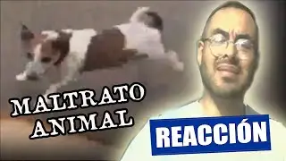 ANIMAL ABUSE PART 1 | REACTION VIDEO