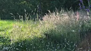 Лесная полянка . . .